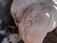 母猪, Pigs — 照片 7