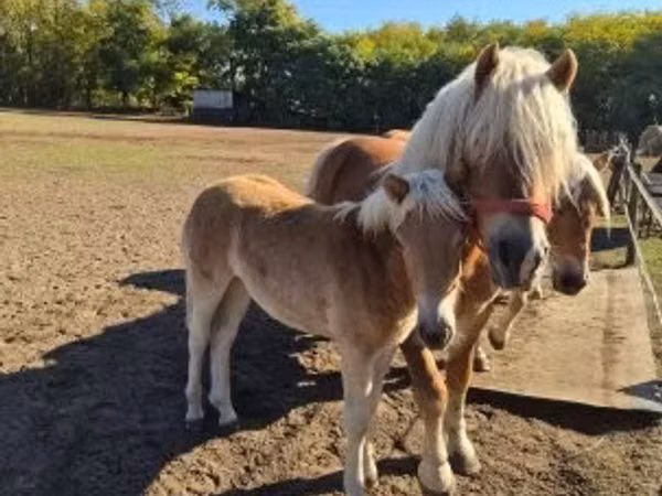 Madyan, Haflinger