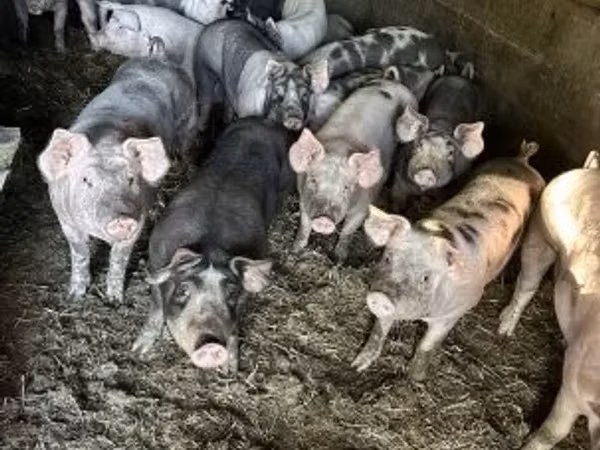 Sow, Pigs
