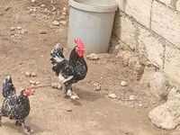 Chickens — புகைப்படம் 2