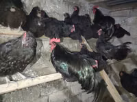 Australorp — Foto 3