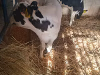 காளை, Russian Black pied cattle — புகைப்படம் 8