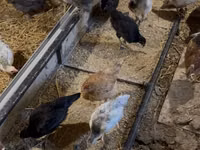 Chickens — zdjęcie 3