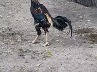 Chickens — foto 6