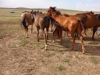 Caballo, Caballos — foto 3