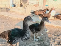 Ducks — foto 2