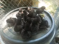 மாடர்ன் கேம் — புகைப்படம் 1