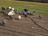 Turkeys — الصورة 3