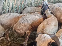 Moutons (lot, sexe non indiqué), Hissar sheep — photo 5