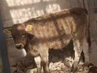 Krava, Swiss cattle — foto 3