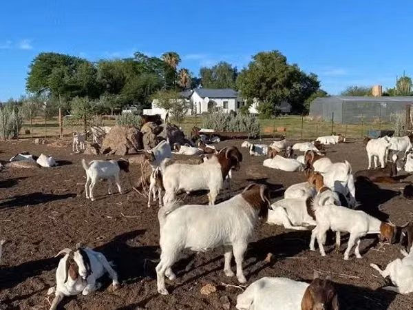 ماعز (دفعة، الجنس غير محدد), Boer goat