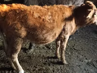 பசு, Swiss cattle — புகைப்படம் 3
