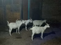 Koza, Saanen goat — zdjęcie 2