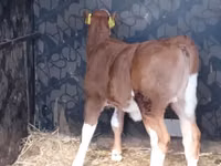 மாடுகள் (தொகுதி, பாலினம் குறிப்பிடப்படவில்லை), Simmental cattle — புகைப்படம் 1