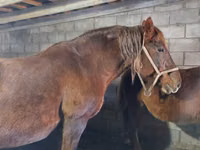 Cavalo, Vladimir heavy draft — foto 3