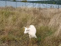 Cabra, Cabras — foto 5
