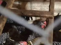 Australorp — Foto 5