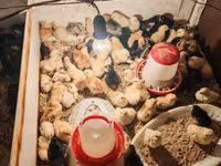 Australorp — foto 4