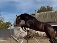 ცხენი, Hanoverian — ფოტო 7