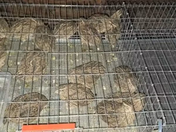 Japońska