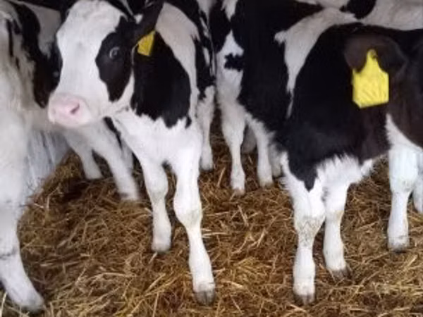 Taureau, Race Holstein