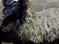 ცხვარი, Romanov sheep — ფოტო 5