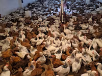 Chickens — foto 3