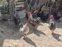 Chickens — Foto 6