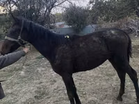 Aygʻir, Kazakh horse — 1-rasm