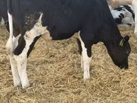 Buqa, Russian Black pied cattle — 2-rasm