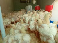 Chickens — photo 1