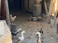 Chickens — Foto 2