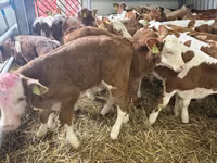 Toro, Simmental cattle — foto 1