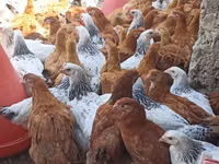 Chickens — foto 4
