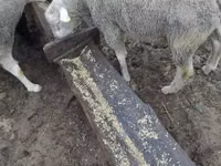 Қошқар, Ile-de-France sheep — 3-сурет