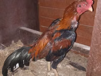 Chickens — foto 3