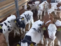 Byk, Simmental cattle — zdjęcie 6