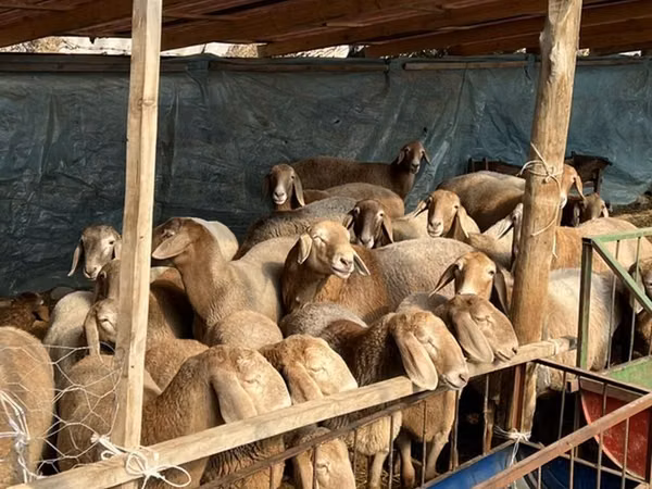 母羊, Tian-Shan semifinewool sheep