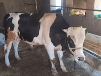 Buqa, Russian Black pied cattle — 2-rasm