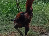 Chickens — foto 1