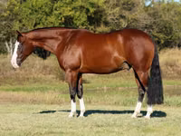 Айғыр, Quarter Horse — 2-сурет
