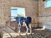 Krowa, Russian Black pied cattle — zdjęcie 1