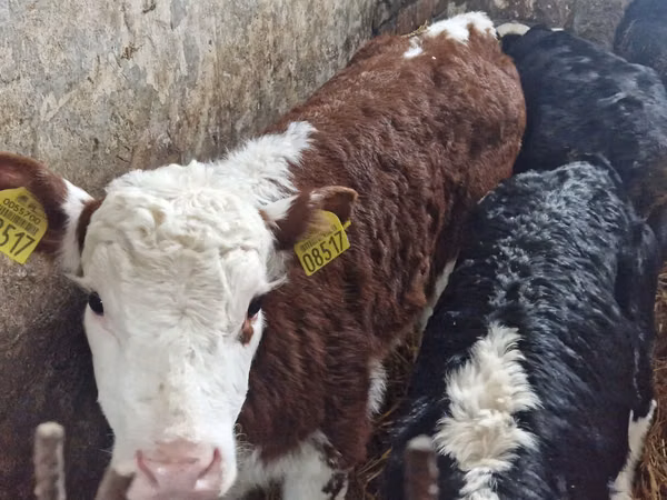 İribuynuzlu mal-qara (partiya, cinsi göstərilməyib), Simmental cattle