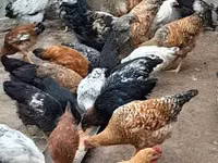 Chickens — foto 1