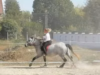 Kobyła, Konie — zdjęcie 3