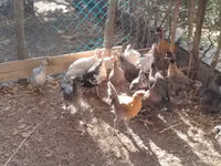 Guinea fowl — zdjęcie 1