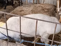 Qoyunlar (partiya, cinsi göstərilməyib), Qoyunlar — foto 2