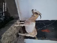 ஆண் வெள்ளாடு, வெள்ளாடுகள் — புகைப்படம் 1