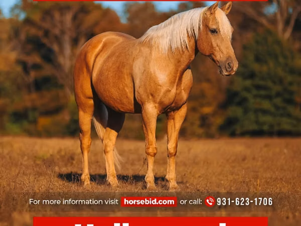 Horse (M), Quarter Horse