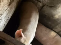 பெண் பன்றி — புகைப்படம் 2